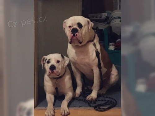 �t��ata americk�ho buldoka