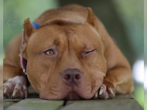 �t��ata americk�ho pitbulteri�ra