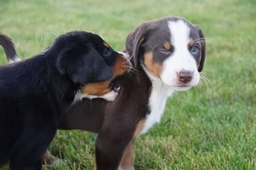 Appenzell Appenzell �t��ata Appenzell