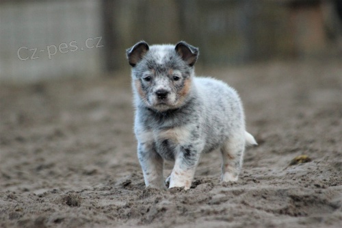 inteligentn� �t��ata australsk�ho skotu