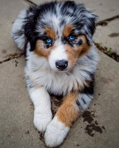 inteligentn� �t��ata australsk�ho ov��ka