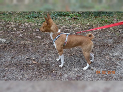 Basenji loveck� �t��ata