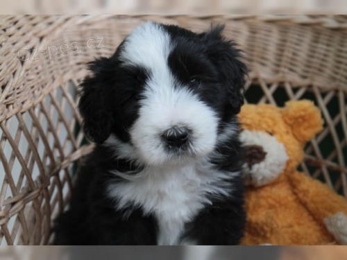 samci a samice �t��ata Bearded Collie
