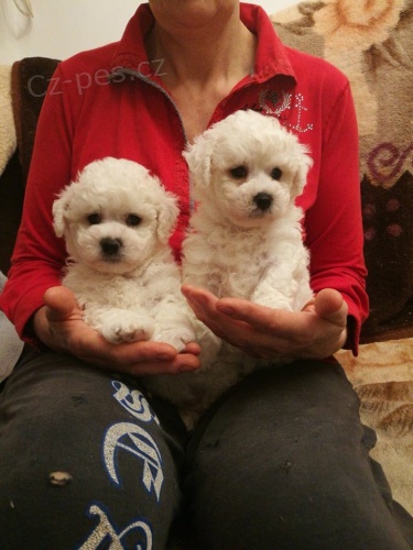 dvoj�ata mu�sk� a �ensk� bi�onky