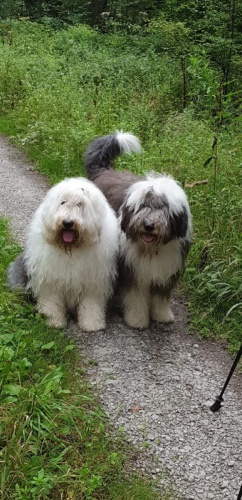 samec a samice bobtail 12 t�dn� star�