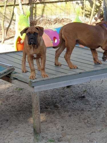 K dispozici jsou �t��ata Bordeaux Dogge