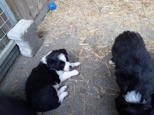 mu� a �ena Border Collie �t��ata k dispozici
