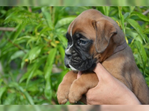 �t��ata boxer� jsou nyn� k dispozici pro adopci