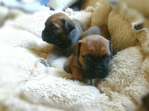 �t��ata jsou k dispozici Bullmastiff pro dobr� p�ijet�