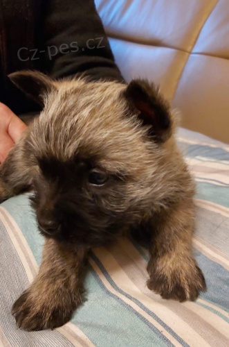 Cairn Terrier k p�ijet� nyn�