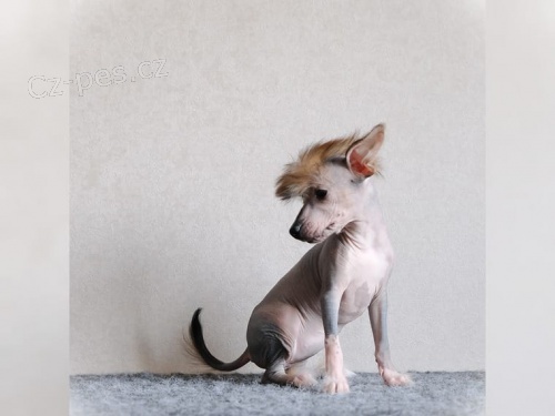 �t��ata ��nsk�ho chocholat�ho jsou nyn� k dispozici