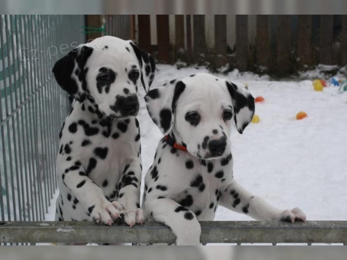 te� jsou k dispozici dalmatsk� �t��ata