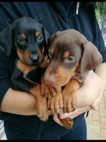 �t��ata Dobermann jsou nyn� k dispozici