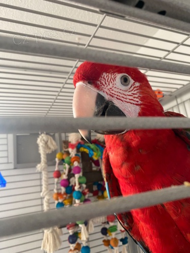 Kr�sn� d�ti greenwing papou�ek 8 m�s�c� Hled�m miluj�c� nov� domov Neot�esen� ruce berou j�dlo z ruky velmi hrav� Velmi tich�, ne hlu�n�