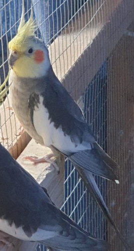 Voli�r plemene kr�sn� kohouti kohouti