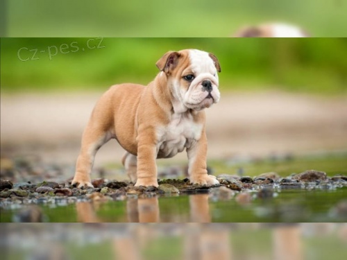 star� anglick� buldok �t��ata k dispozici