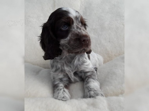 �t��ata anglick�ho kokr�pan�la zoufale tou�� po nov�ch domovech