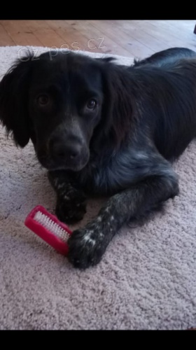 mu�sk� a �ensk� anglick� setr