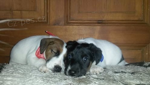 hrav� �t��ata Fox Terrier