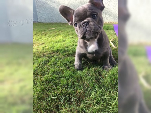 modr� francouzsk� buldok �t��ata pro l�sku