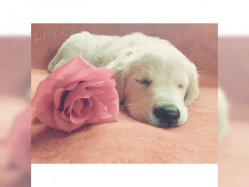 b�l� zlat� retr�vry