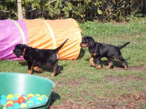 K dispozici jsou �t��ata Gordon Setter