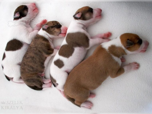 K dispozici �t��ata chrt�