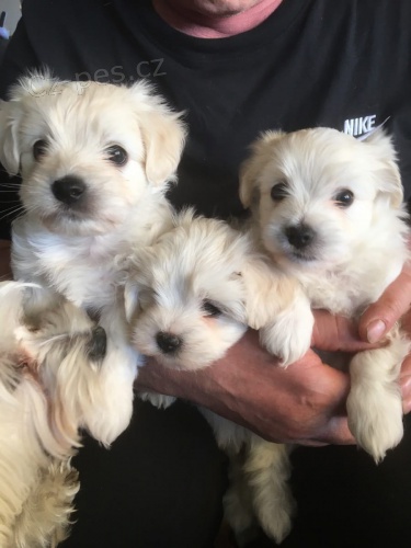 Havanese �t��ata k dispozici