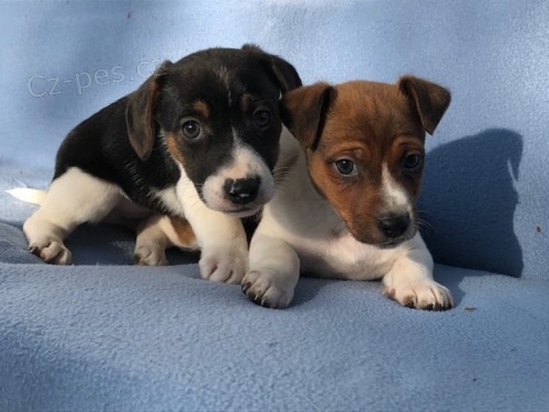 Jack Russell Terrier mu� a �ena