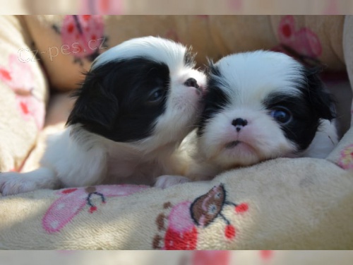 Japan Chin mu� a �ena