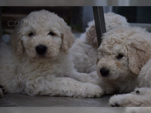 Komondor hrav� mu� a �ena