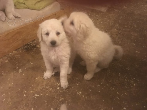 Kuvasz kr�sn� a hrav� mu� a �ena