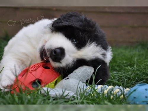 �t��ata Landseer velmi zdrav�