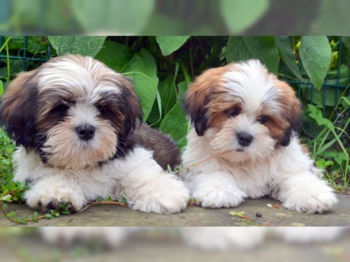 ulo�te tato �t��ata Lhasa Apso brzy
