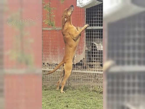 Magyar Vizsla pro nov� rodiny