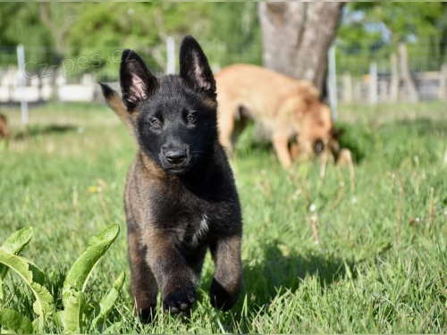 Malinois �t��ata pro nov� rodiny