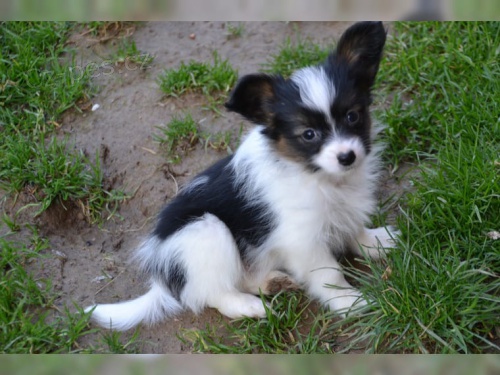 mini papillon �t��ata k adopci