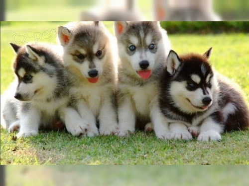 sibi�sk� husky pro nov� domy k adopci