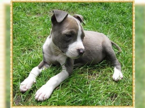 �t��ata Staffordshire Terrier, skv�l� str�n� psi pro v�s
