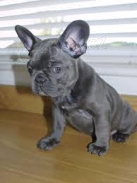 francouzsk� buldo�ek