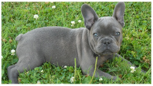 francouzsk� buldo�ek