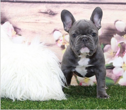 Kr�sn� a zdrav� �t��ata francouzsk�ho buldo�ka k adopci.