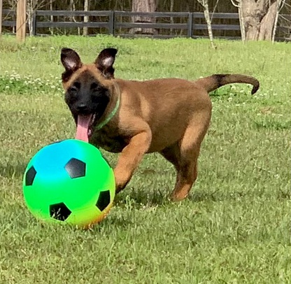 Kr�sn� �t���tka Malinios k adopci.