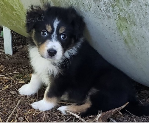 �t��ata australsk�ho ov��ka k adopci.