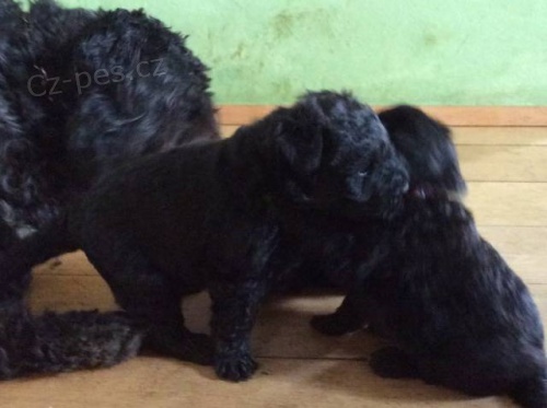 Flandersk� bouvier