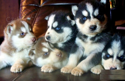 �t��ata sibi�sk�ho husky z renomovan�ho chovu FCI / VDH