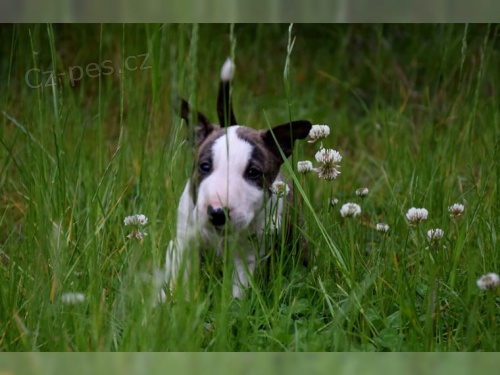 Miniaturn� �t��ata BullTerrier pro nov� domovy