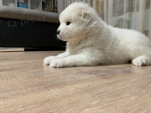 samojed chlupat� �t���tka k adopci