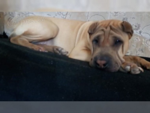Chinese sharpei V�echna �t��ata p�ich�zej� s pap�ry pro dom�c� mazl��ky, z�znamy veterin��e a z�rukou 1yr genetick�ho zdrav�.