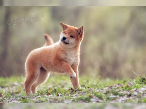 �t��ata Shiba Inus pro nov� domovy k adopci